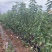 3公分车厘子樱桃树一根杆型分枝型裸根美植袋樱桃树苗