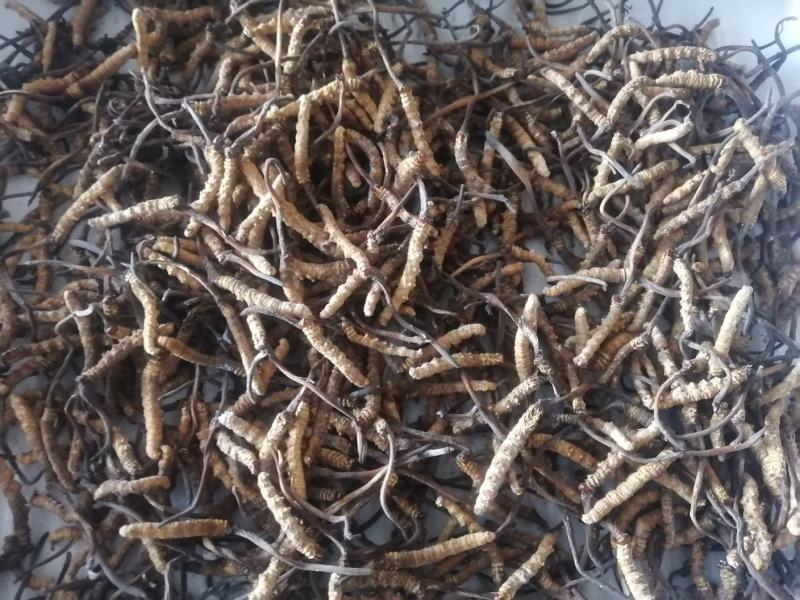 新鲜虫草全网低价保质保量随时在线咨询