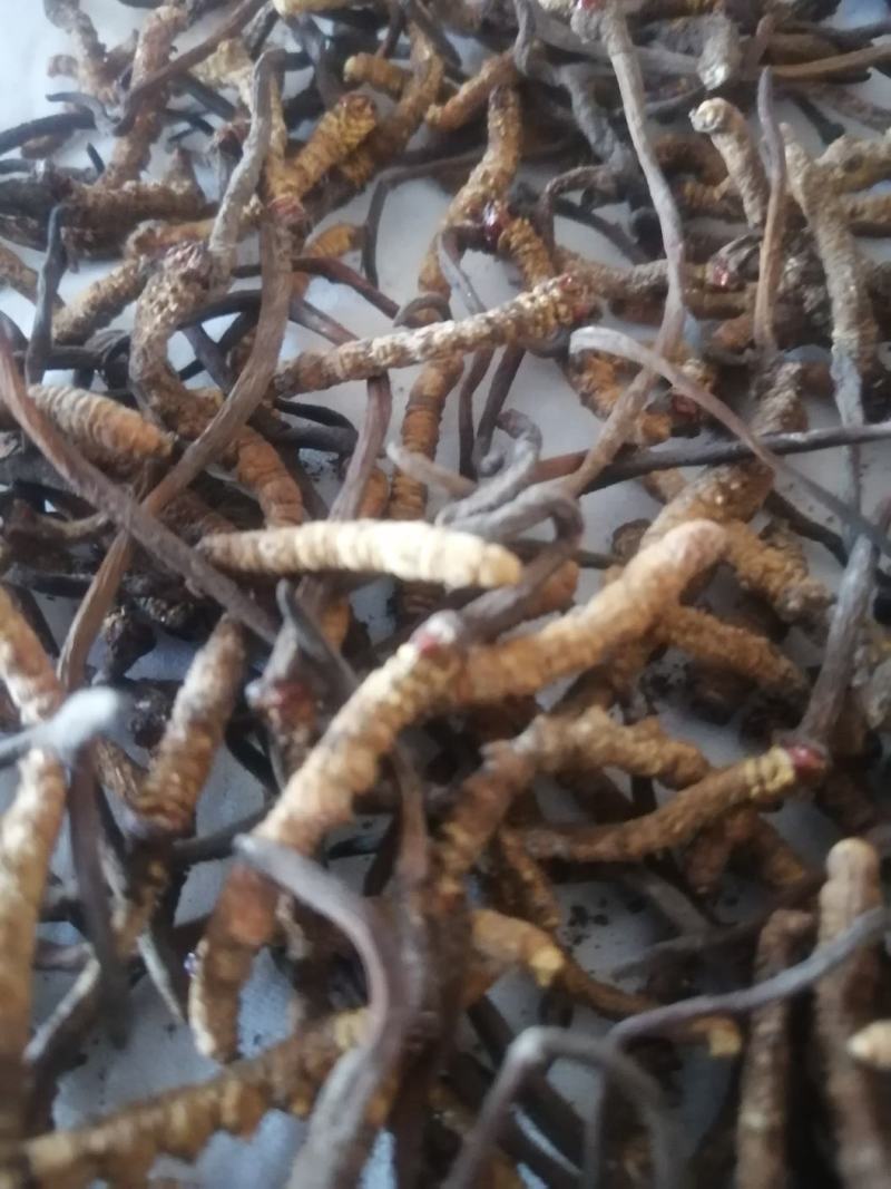 新鲜虫草全网低价保质保量随时在线咨询