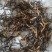 新鲜虫草全网低价保质保量随时在线咨询