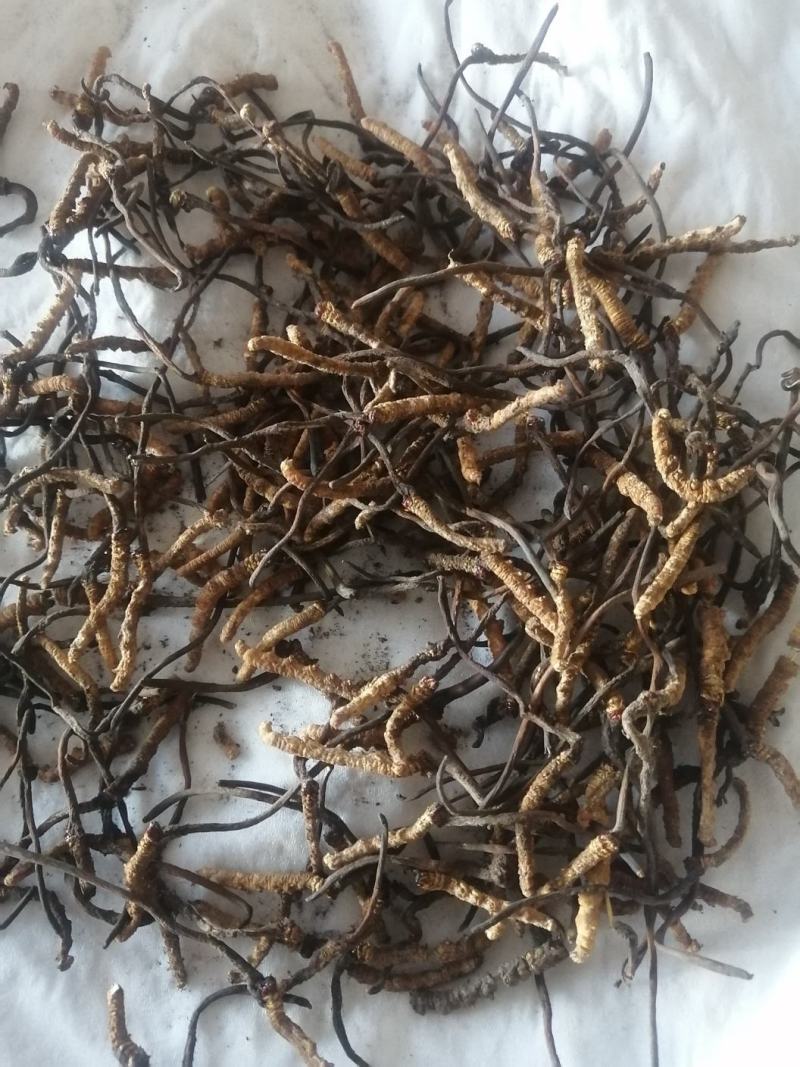 新鲜虫草全网低价保质保量随时在线咨询