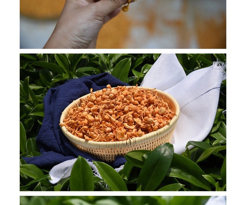 无硫虫草花优质靓货煲汤