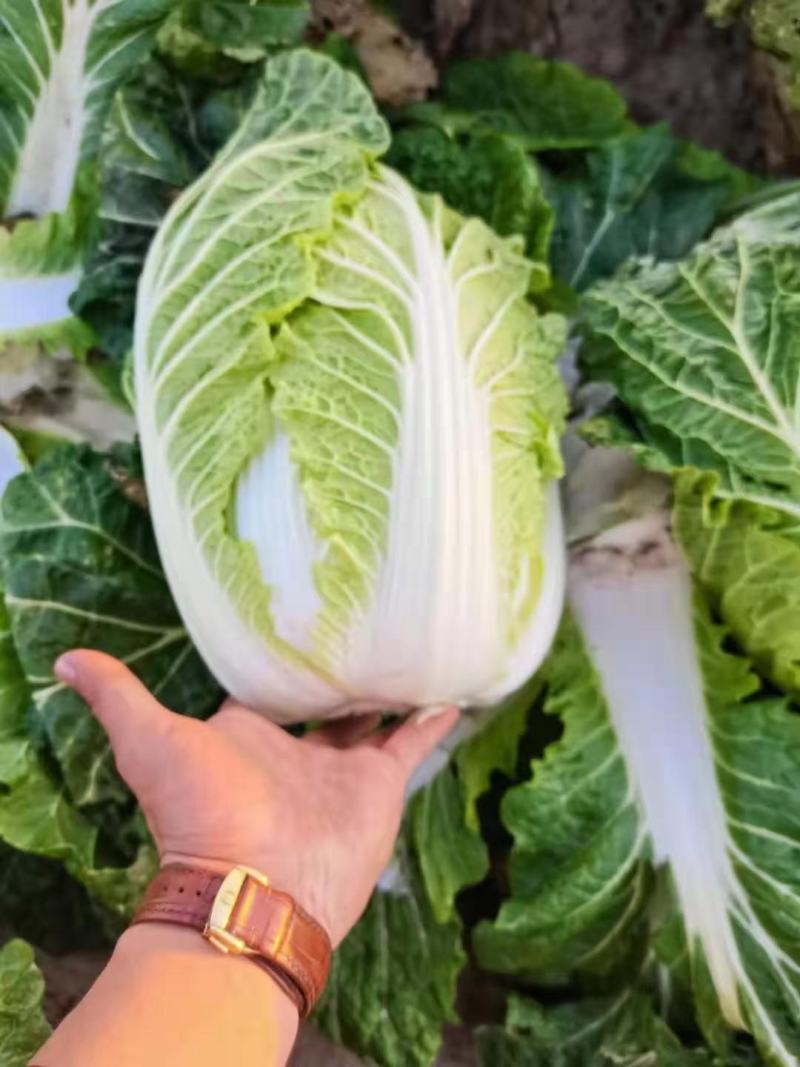 精品大白菜，货量充足，可供大型市场，超市电商