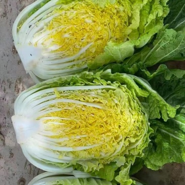 精品大白菜,货量充足,可供大型市场,超市电商