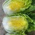 精品大白菜,货量充足,可供大型市场,超市电商