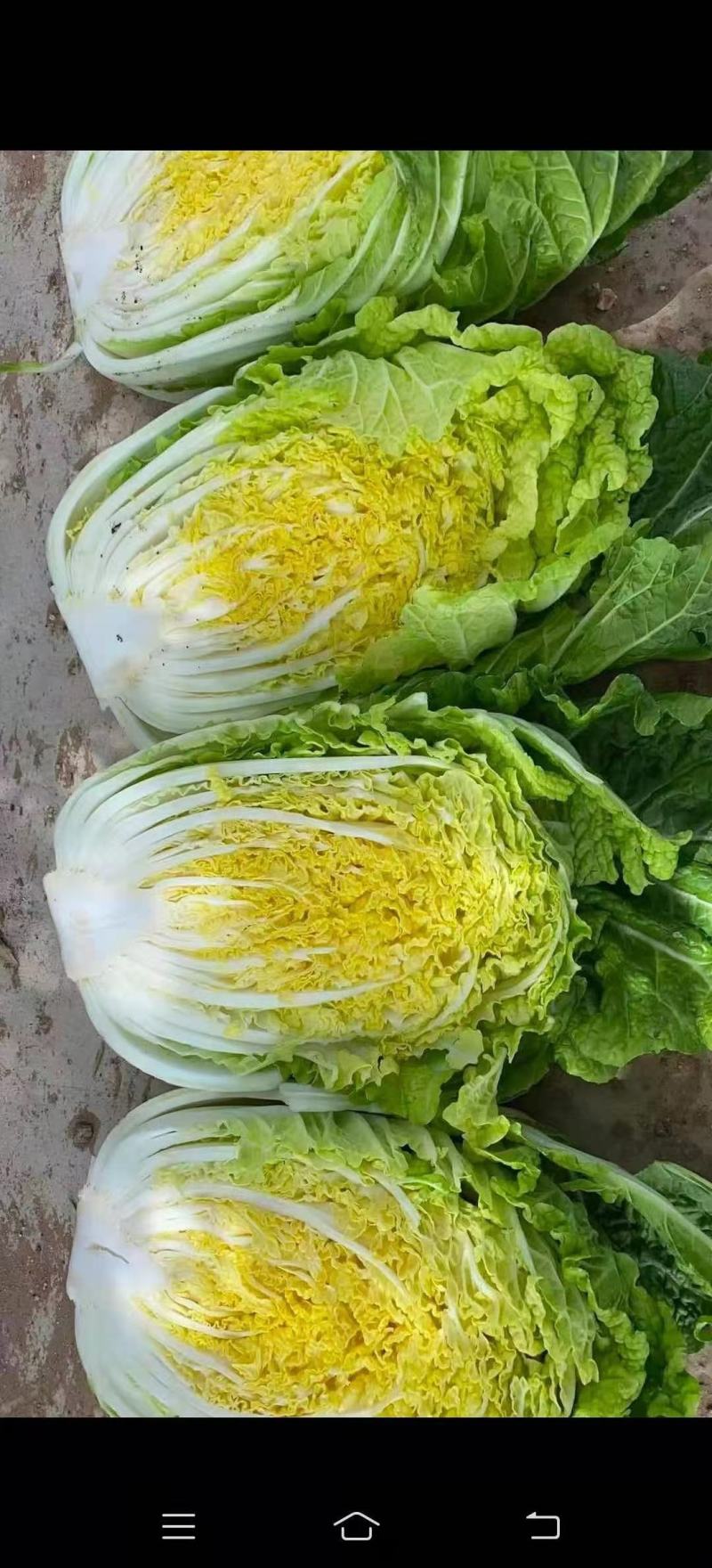 精品大白菜，货量充足，可供大型市场，超市电商