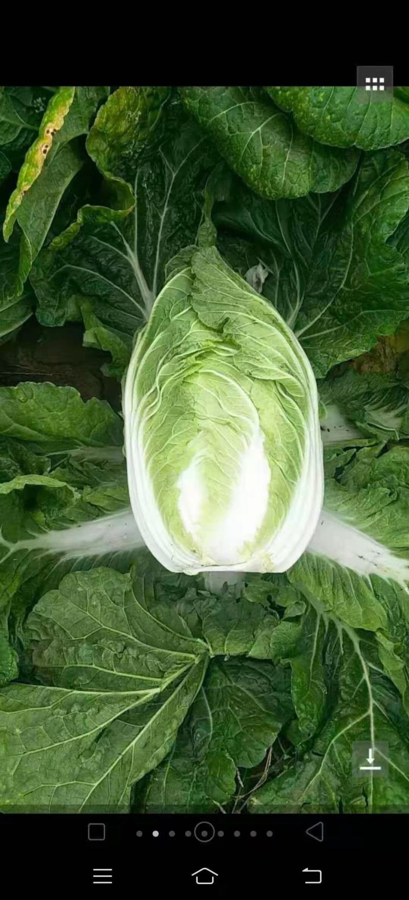 精品大白菜，货量充足，可供大型市场，超市电商