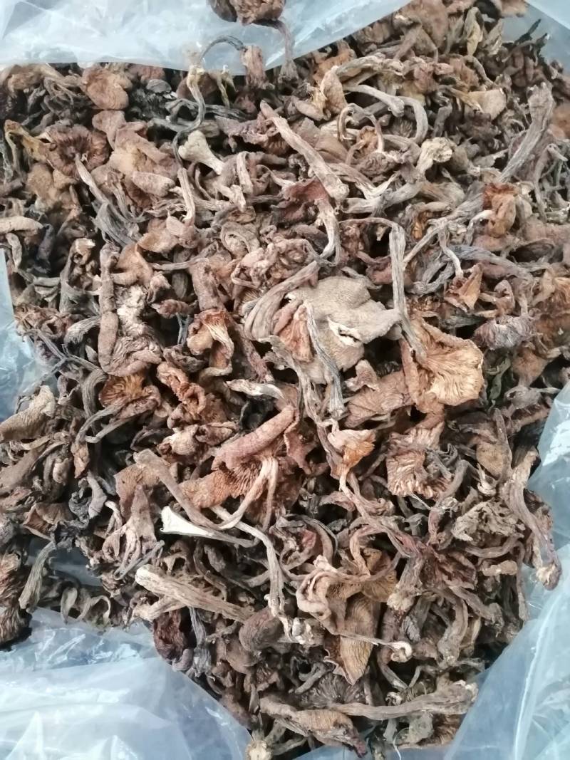 2025年优质新产头茬自然干榛蘑，黑龙江省货。非北朝鲜货
