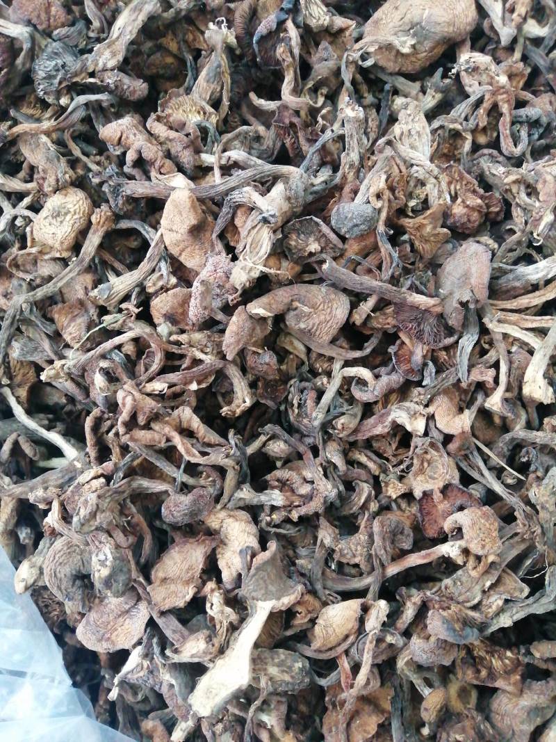2025年优质新产头茬自然干榛蘑，黑龙江省货。非北朝鲜货