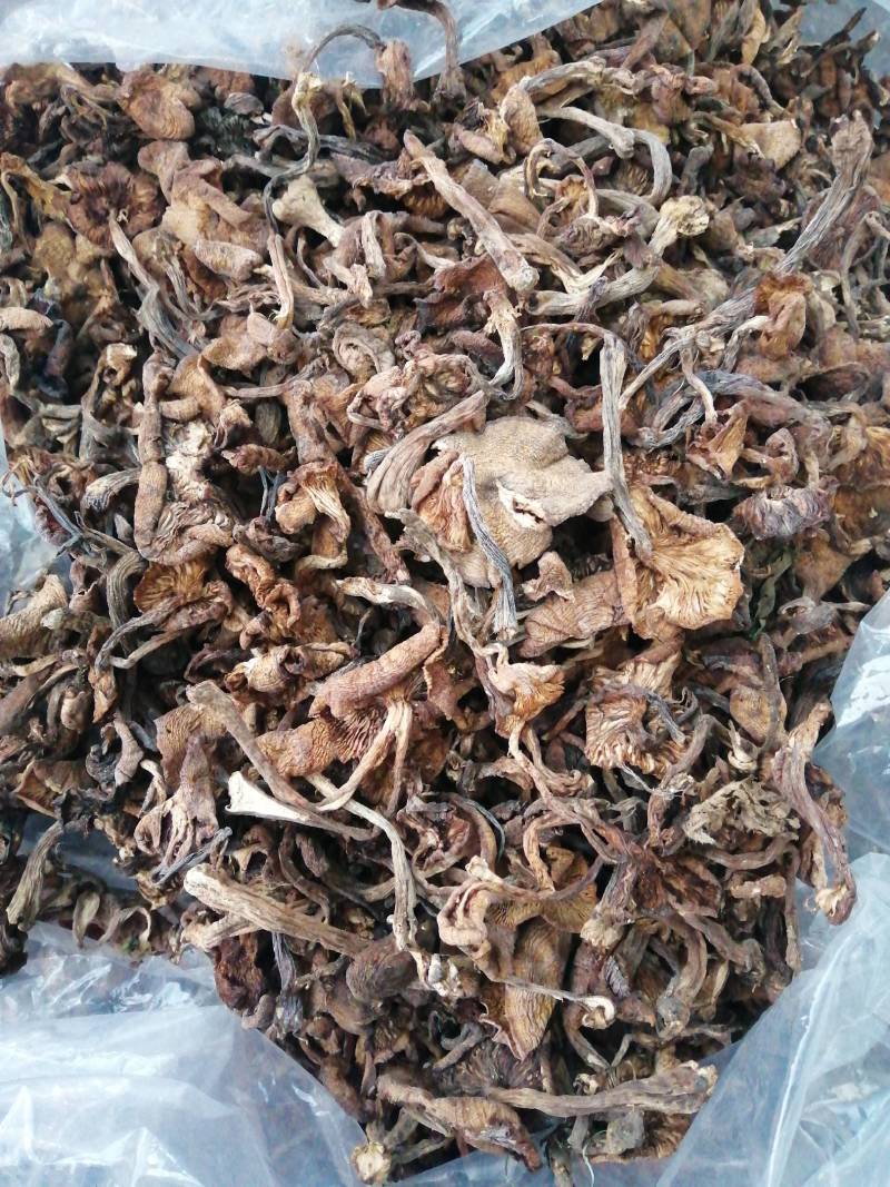 2025年优质新产头茬自然干榛蘑，黑龙江省货。非北朝鲜货