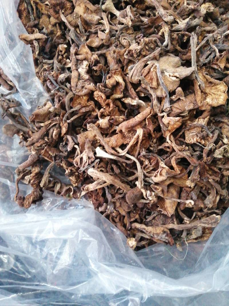 2025年优质新产头茬自然干榛蘑，黑龙江省货。非北朝鲜货