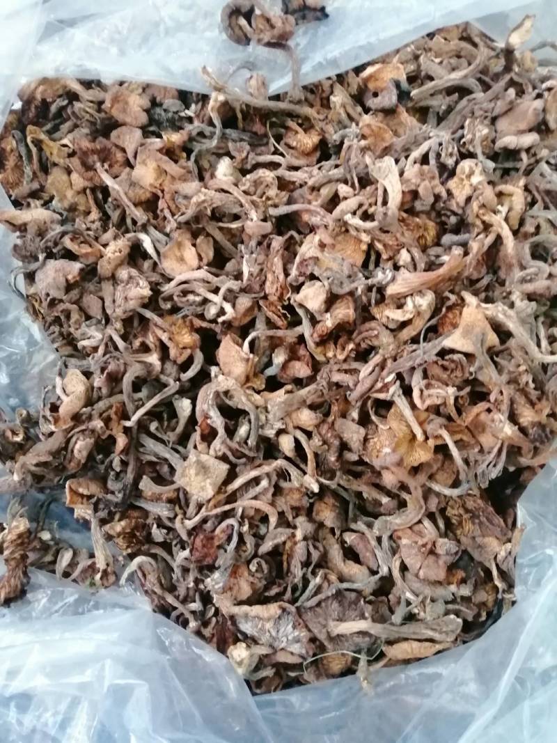 2025年优质新产头茬自然干榛蘑，黑龙江省货。非北朝鲜货