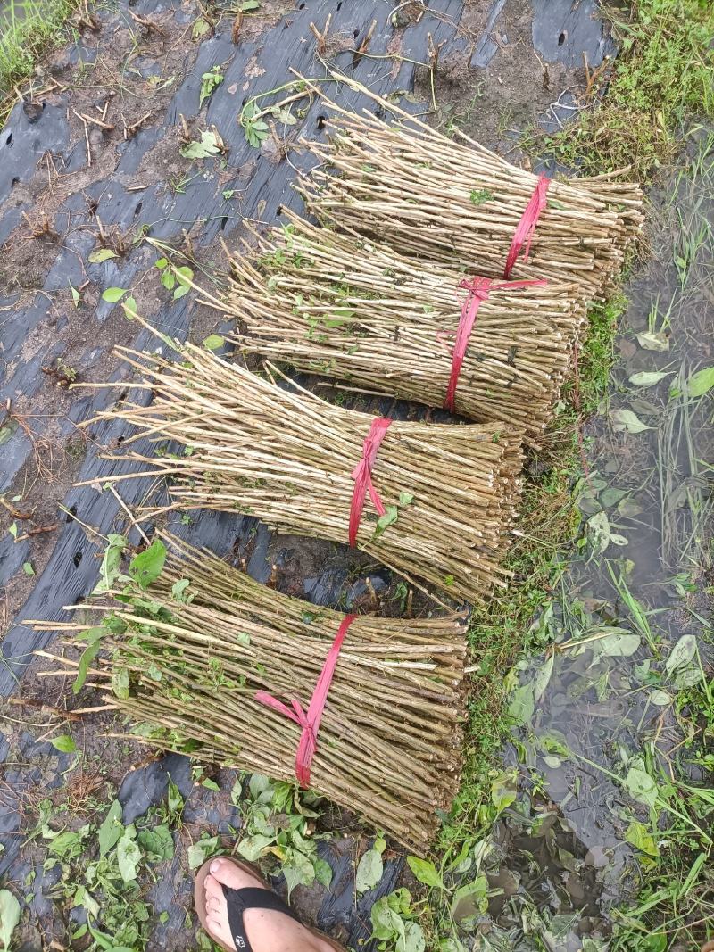 大叶枸杞菜，广东南方枸杞菜苗，每亩100斤