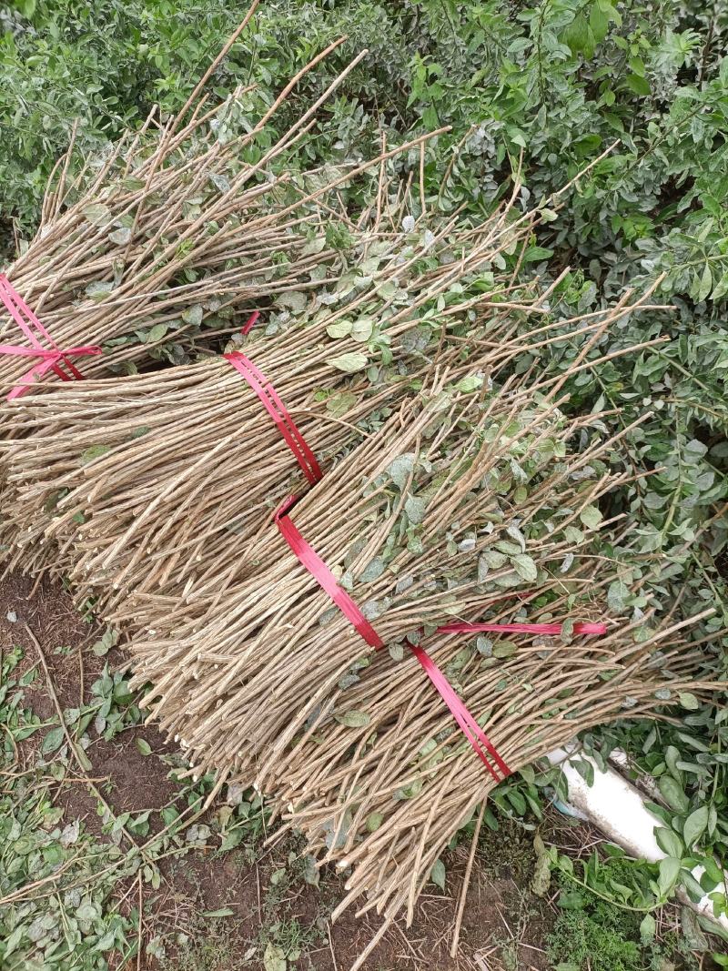 大叶枸杞菜，广东南方枸杞菜苗，每亩100斤