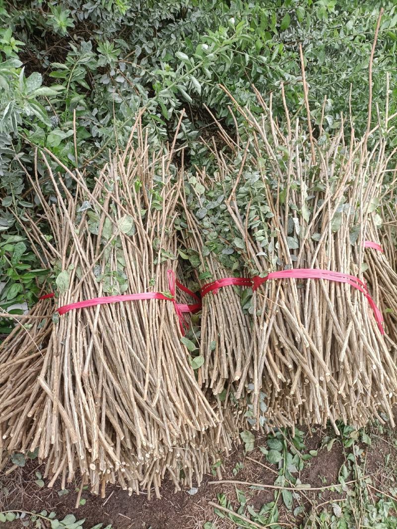 大叶枸杞菜，广东南方枸杞菜苗，每亩100斤