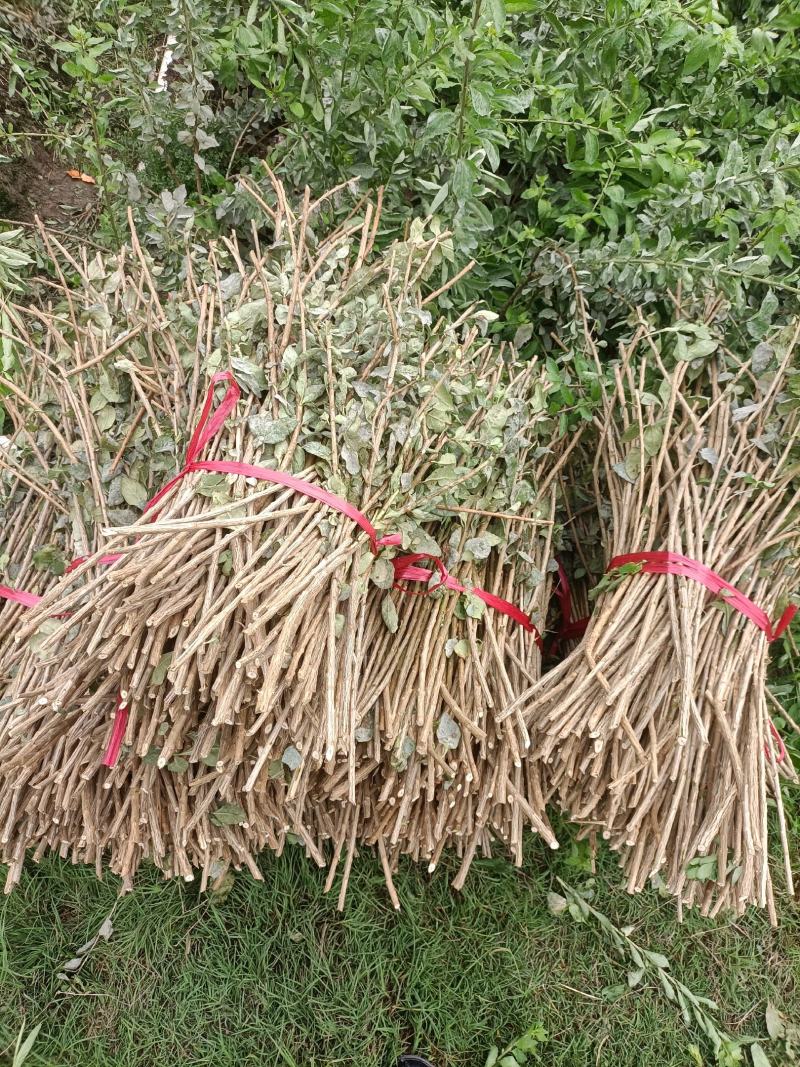 大叶枸杞菜，广东南方枸杞菜苗，每亩100斤