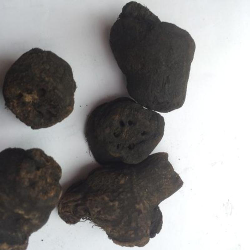 藉节，藉节炭质量保证现货供应欢迎咨询合作！