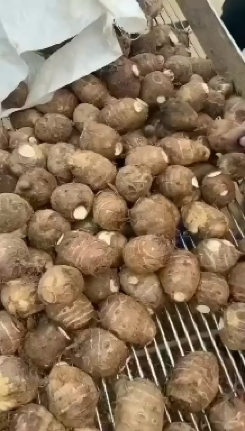 （热销）山东芋头基地直供，优质毛芋头货源充足，全国发货