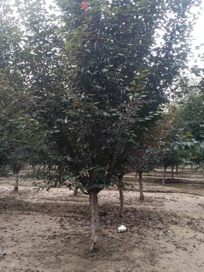 精品美人梅5～12公分量大价优，有看上的老板可以私聊我