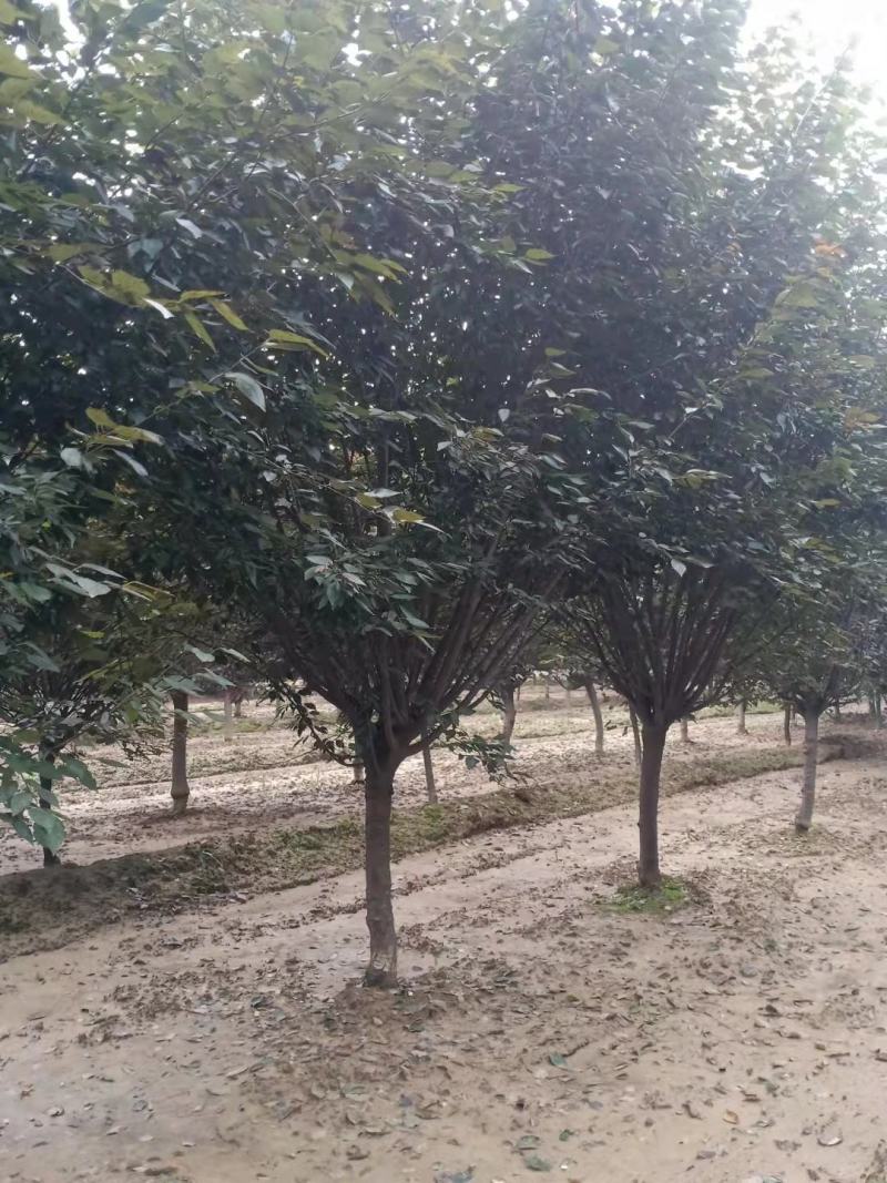 精品美人梅5～12公分量大价优，有看上的老板可以私聊我
