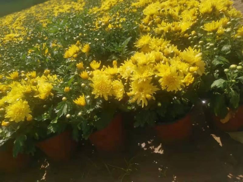 国庆菊菊花120双色盆国庆菊大冠幅精品苗欢迎选购