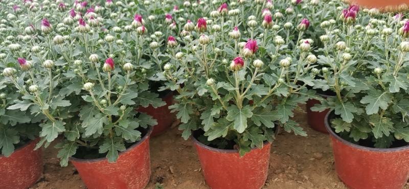 国庆菊菊花120双色盆国庆菊大冠幅精品苗欢迎选购