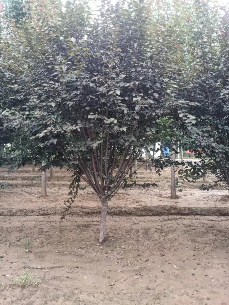 精品美人梅5～12公分量大价优，有看上的老板可以私聊我
