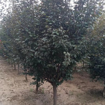 精品美人梅5～12公分量大价优，有看上的老板可以私聊我