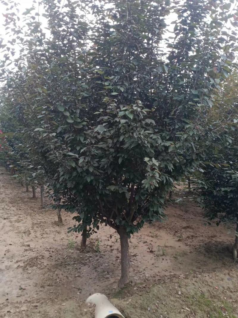 精品美人梅5～12公分量大价优，有看上的老板可以私聊我
