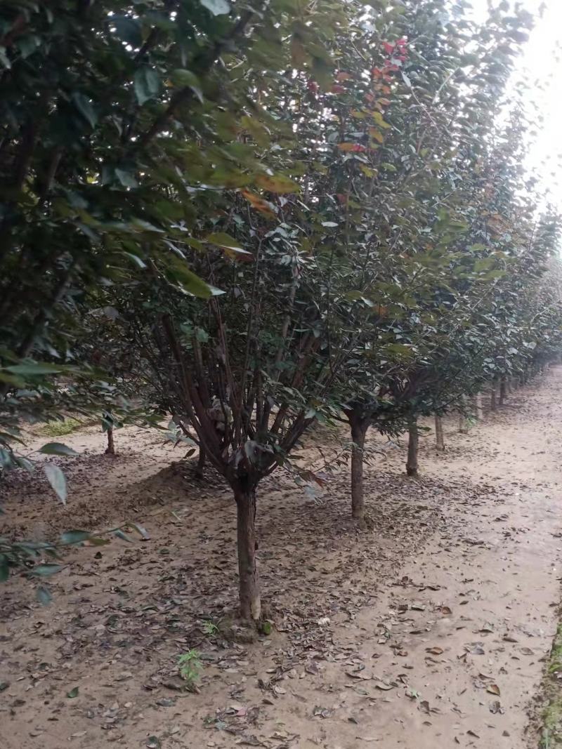 精品美人梅5～12公分量大价优，有看上的老板可以私聊我