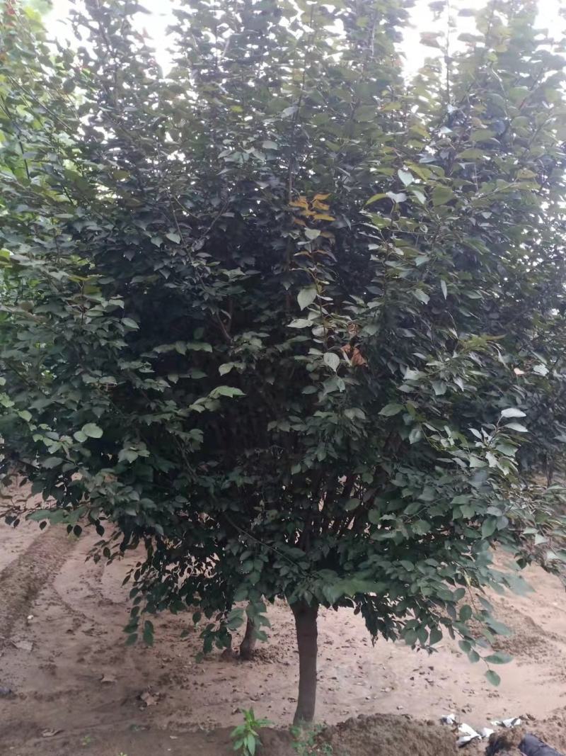 精品美人梅5～12公分量大价优，有看上的老板可以私聊我