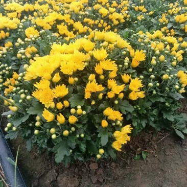 国庆菊菊花120双色盆国庆菊大冠幅精品苗欢迎选购