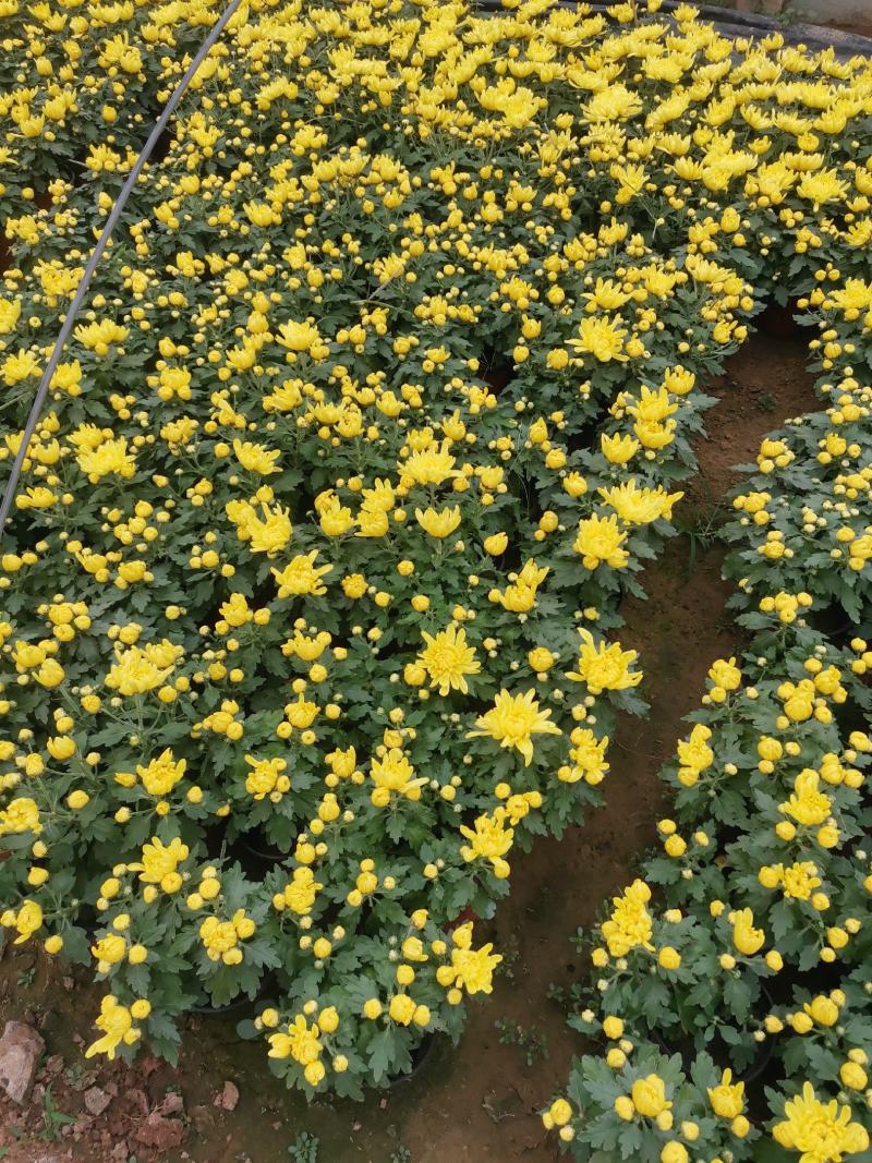 国庆菊菊花120双色盆国庆菊大冠幅精品苗欢迎选购