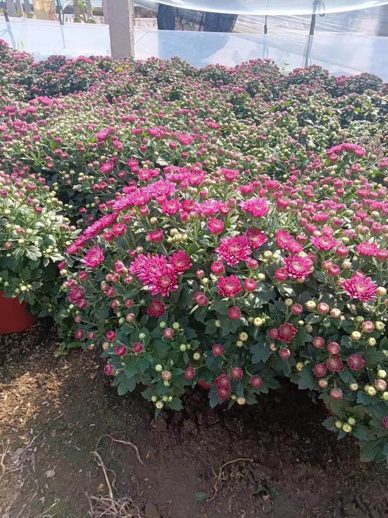 国庆菊菊花120双色盆国庆菊大冠幅精品苗欢迎选购