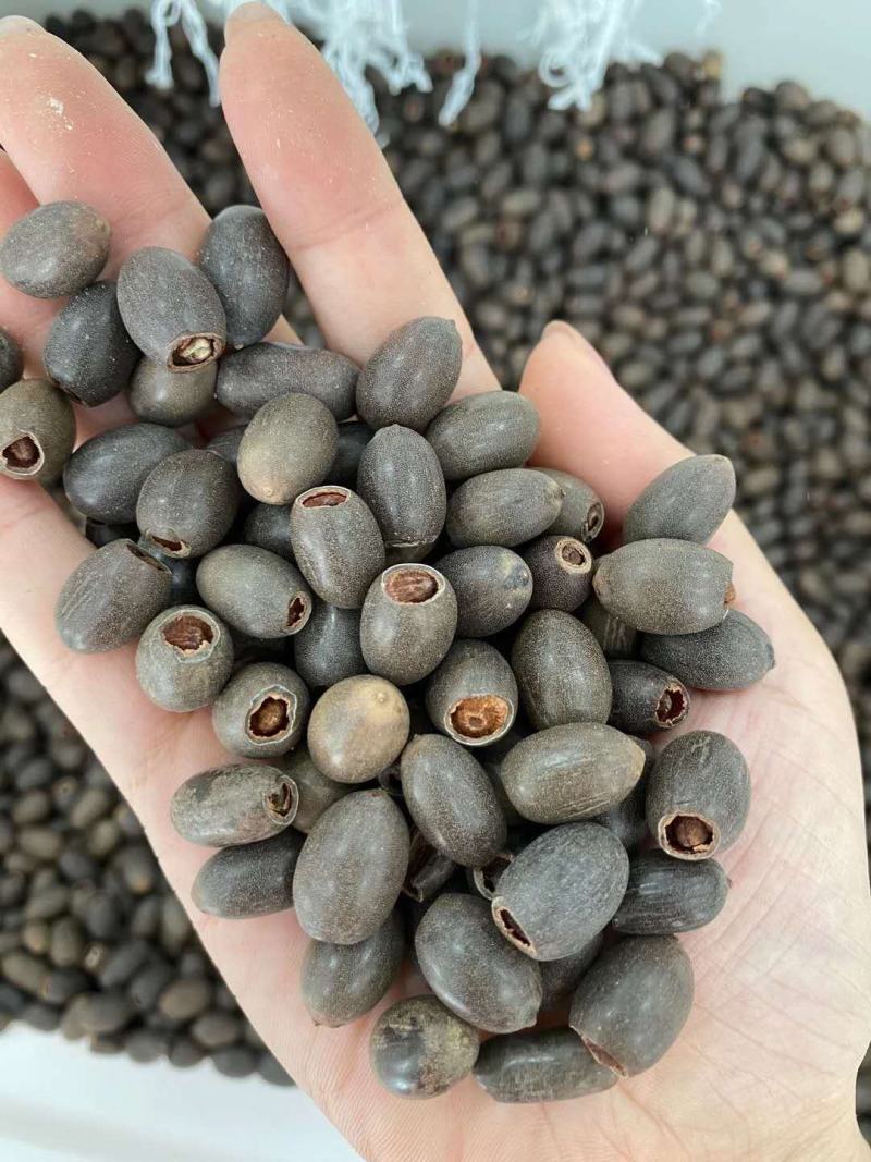 碗莲种子四季播种，水培植物，见水就活1斤400多粒