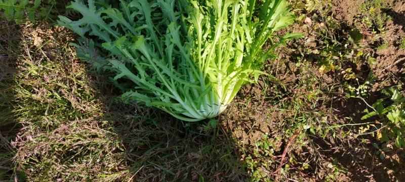 辽宁新民市苦菊一手货源量大价优欢迎各位老板前来选购