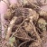 竹节参苗,竹节参种子,野三七,白三七,一年,两年种苗