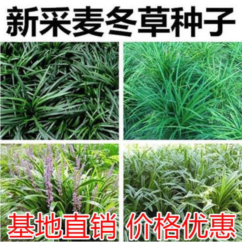 优质麦冬种子玉龙草金边麦冬日本矮麦冬发芽率95