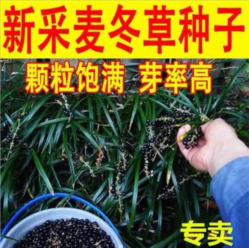 优质麦冬种子玉龙草金边麦冬日本矮麦冬发芽率95