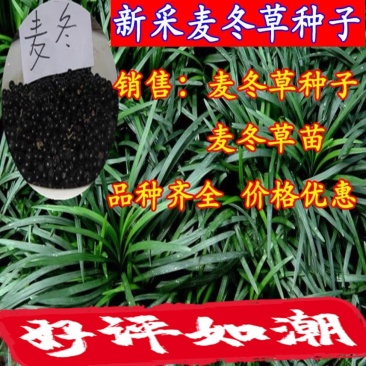 优质麦冬种子玉龙草金边麦冬日本矮麦冬发芽率95