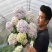无尽夏绣球花老桩绣球老桩花苗盆栽耐寒室内阳台庭院大花花卉