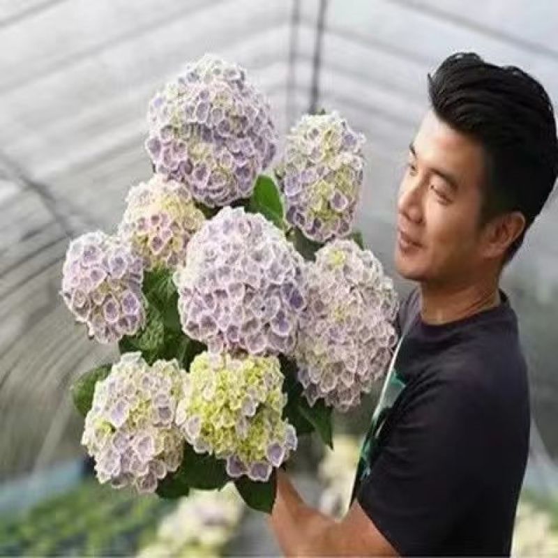 无尽夏绣球花老桩绣球老桩花苗盆栽耐寒室内阳台庭院大花花卉