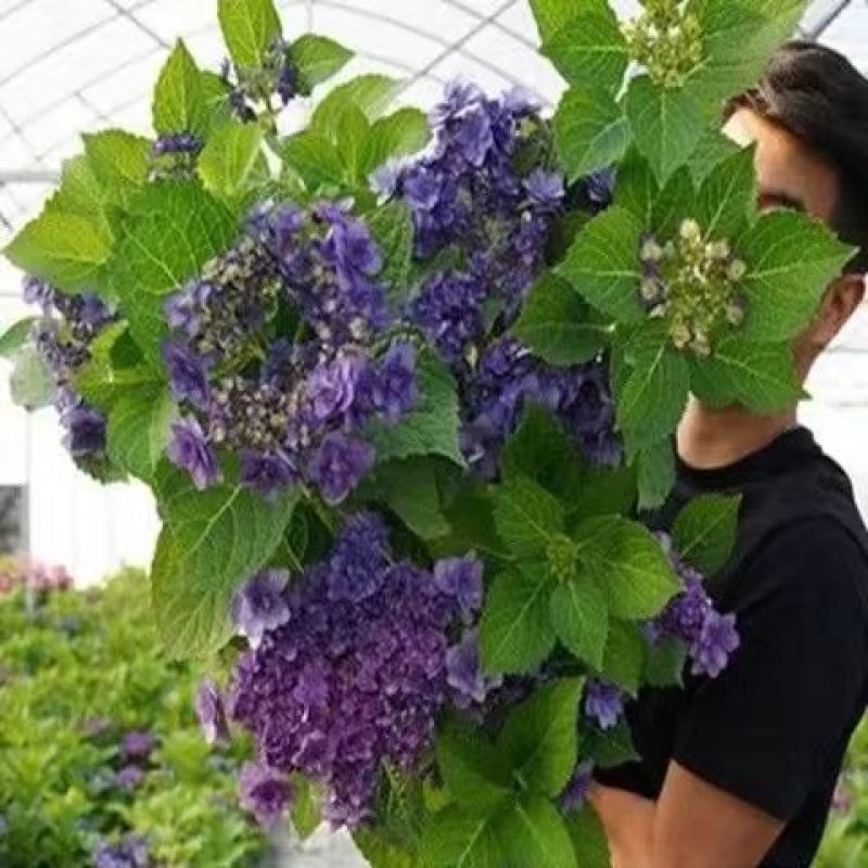 无尽夏绣球花老桩绣球老桩花苗盆栽耐寒室内阳台庭院大花花卉