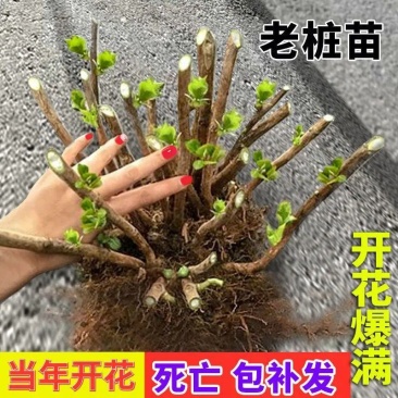 无尽夏绣球花老桩绣球老桩花苗盆栽耐寒室内阳台庭院大花花卉