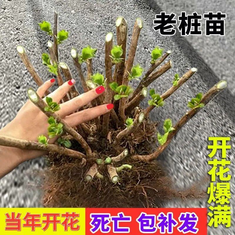 无尽夏绣球花老桩绣球老桩花苗盆栽耐寒室内阳台庭院大花花卉