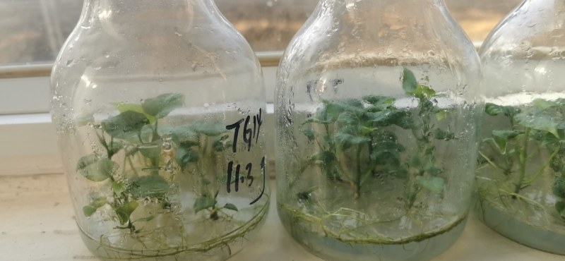 桥头地瓜脱毒苗：高系十四原种苗