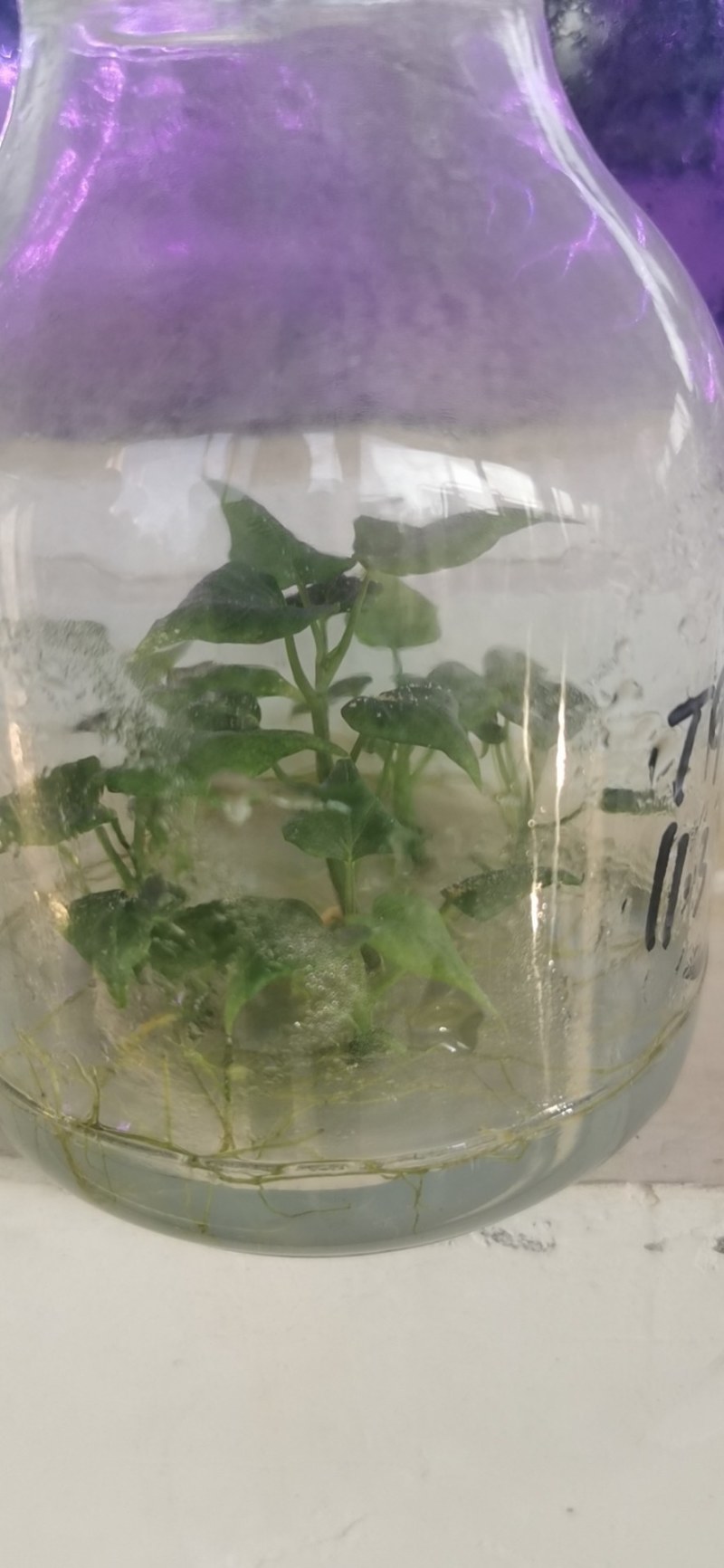 桥头地瓜脱毒苗：高系十四原种苗