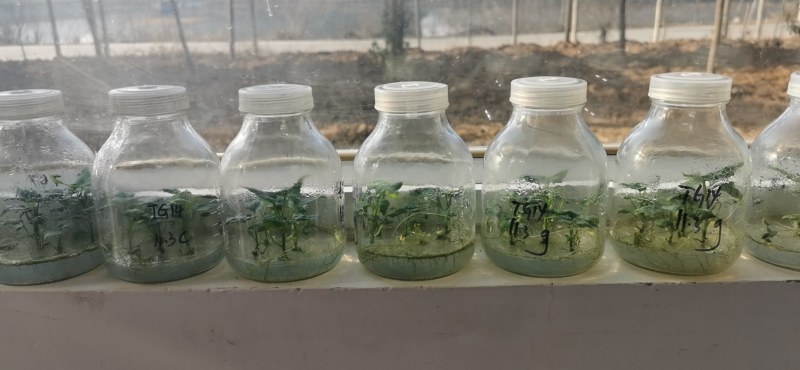 桥头地瓜脱毒苗：高系十四原种苗