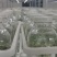 桥头地瓜脱毒苗：高系十四原种苗