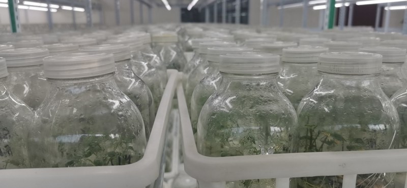 桥头地瓜脱毒苗：高系十四原种苗